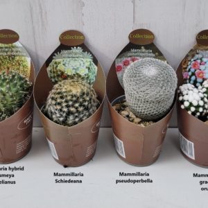 Cactus colección