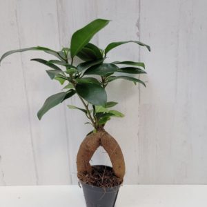 Ficus ginseng (Miniplanta)